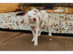 Adopt Blimp a Australian Shepherd / American Staffordshire Terrier dog in