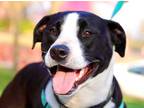 Adopt Dax a Black - with White Pit Bull Terrier dog in oklahoma city