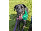 Adopt Bryndle (21-087) a Brindle Great Dane dog in Inver Grove Heights
