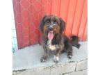 Adopt Chico (Middle East, KP) a Black Tibetan Terrier dog in Langley
