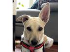 Adopt SUGAR - Local - sf a Tan/Yellow/Fawn - with White Labrador Retriever /