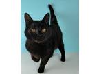 Adopt Daphne a All Black Domestic Shorthair / Mixed cat in Petersburg