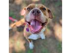 Adopt Harley Q a American Staffordshire Terrier dog in Carrollton, TX (31201811)