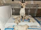 Adopt Ivy a Tan/Yellow/Fawn Labrador Retriever dog in Cedartown, GA (37565383)
