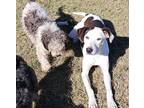 Adopt Nevaeh a Black - with White Labrador Retriever / Mixed Breed (Medium) dog