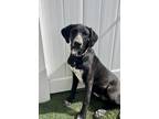 Adopt Asher3 a Black - with White Dalmatian / Labrador Retriever dog in