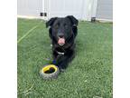 Adopt Trooper a Black Labrador Retriever dog in Highlands Ranch, CO (35266063)