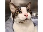 Adopt RILEY a Domestic Short Hair