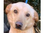 Adopt Short Tail Shelly a Tan/Yellow/Fawn Australian Shepherd / Labrador