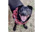 Adopt Aspen a Shar Pei / Labrador Retriever / Mixed dog in Dana Point
