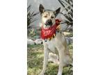 Adopt Jackson a Shepherd (Unknown Type) / Australian Kelpie / Mixed dog in Dana