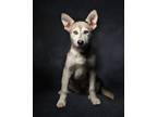 Adopt Rizzo a Husky / Siberian Husky / Mixed dog in Dana Point, CA (37302184)