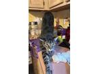 Adopt Franklin a Gray, Blue or Silver Tabby Domestic Shorthair / Mixed (short