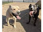 Adopt Chops & Bingo a Brindle Pit Bull Terrier / Mixed dog in Warminster