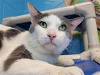 Adopt Ace a Gray or Blue (Mostly) Domestic Shorthair / Mixed cat in