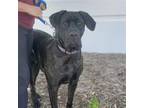 Adopt Dixie - Adopted! a Black Great Dane / Mastiff / Mixed dog in San Diego