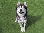 Adopt BANKS a Black Siberian Husky / Mixed dog in Tustin, CA (37702557)