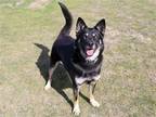 Adopt ROSSI a Black Siberian Husky / Jindo / Mixed dog in Tustin, CA (37702561)
