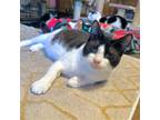 Adopt JoJo a Black & White or Tuxedo Domestic Shorthair / Mixed (short coat) cat