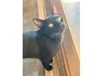 Adopt Thackeray a All Black Domestic Shorthair / Mixed (short coat) cat in