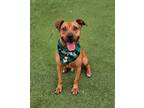 Adopt BUCKY a Mixed Breed