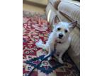 Adopt Astor a White - with Tan, Yellow or Fawn Westie, West Highland White