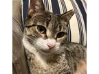 Adopt Vixen a Brown Tabby Domestic Shorthair / Mixed cat in Brooklyn