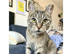 Adopt Sapphire a Brown Tabby Domestic Shorthair / Mixed cat in Brooklyn