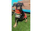 Adopt Angus a Black - with Tan, Yellow or Fawn Miniature Pinscher / Dachshund /