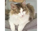 Adopt Esmeralda a Brown Tabby Maine Coon / Mixed (long coat) cat in oakland