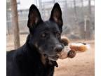 Adopt Gilly a German Shepherd Dog / Mixed dog in San Tan Valley, AZ (30766092)
