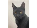Adopt Huey a All Black Domestic Shorthair / Mixed (short coat) cat in DFW