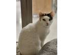 Adopt Angela a Calico or Dilute Calico Domestic Shorthair / Mixed (short coat)