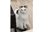 Adopt Marilee a White (Mostly) Domestic Shorthair / Mixed (short coat) cat in