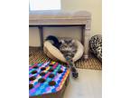 Adopt Andy & Aby Taylor BONDED PAIR a Gray, Blue or Silver Tabby Domestic