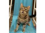 Adopt Cina Toast a Gray, Blue or Silver Tabby Domestic Shorthair / Mixed (short