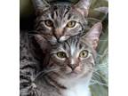 Adopt Chili Talia & Peanut Maggy BONDED PAIR a Gray, Blue or Silver Tabby