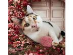 Adopt Penny Stocks a Calico or Dilute Calico Calico / Mixed (short coat) cat in