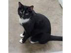 Adopt Wilson a Black & White or Tuxedo Domestic Shorthair / Mixed (short coat)