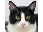 Adopt Sylvester a Black & White or Tuxedo Domestic Shorthair / Mixed cat in
