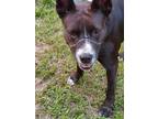 Adopt Austin a Black - with White Border Collie / Mixed dog in Spring