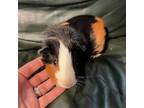 Adopt Bleach a Calico Guinea Pig small animal in Spring, TX (37788333)