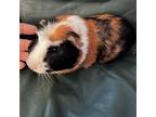 Adopt Patrick a Calico Guinea Pig small animal in Spring, TX (37788332)
