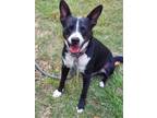 Adopt Dallas a Black - with White Border Collie / Mixed dog in Spring