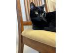 Adopt Luna Joe a All Black Domestic Mediumhair / Mixed (medium coat) cat in