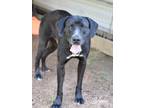 Adopt Shane a Black Labrador Retriever / Mixed dog in Spring, TX (34507780)