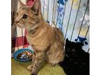 Adopt Mrs Patchy a Tortoiseshell Domestic Mediumhair / Mixed cat in Spring