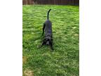 Adopt MJ a Great Dane / Flat-Coated Retriever / Mixed dog in Bullard