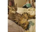 Adopt Juju a Brown Tabby Domestic Shorthair / Mixed (short coat) cat in Seal