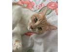 Adopt Mary Poppins a Cream or Ivory (Mostly) Domestic Shorthair / Mixed (short